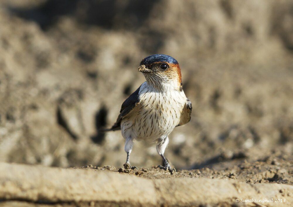 Hirondelle rousseline