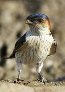 Red-rumped Swallow