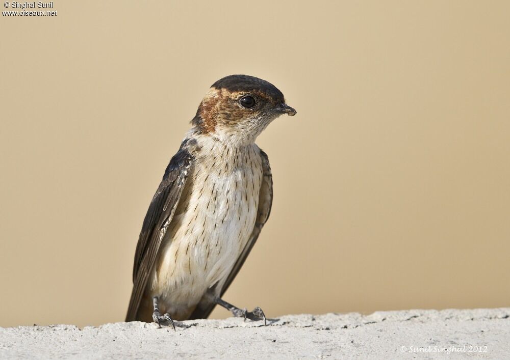 Hirondelle rousseline, identification