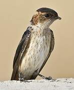 Red-rumped Swallow