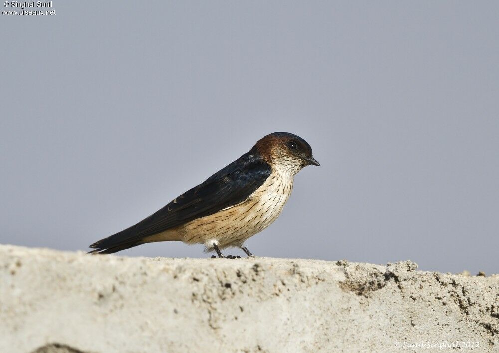 Hirondelle rousseline, identification