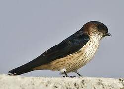 Red-rumped Swallow