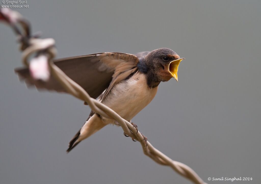 Hirondelle rustiquejuvénile, identification