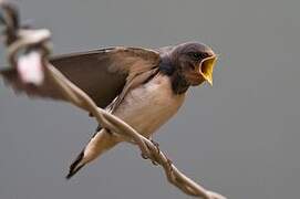 Barn Swallow