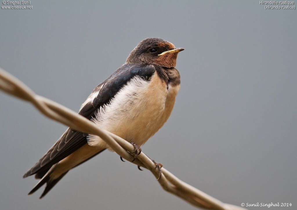 Hirondelle rustiquejuvénile, identification