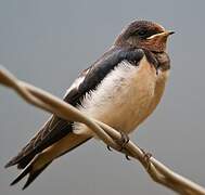 Barn Swallow