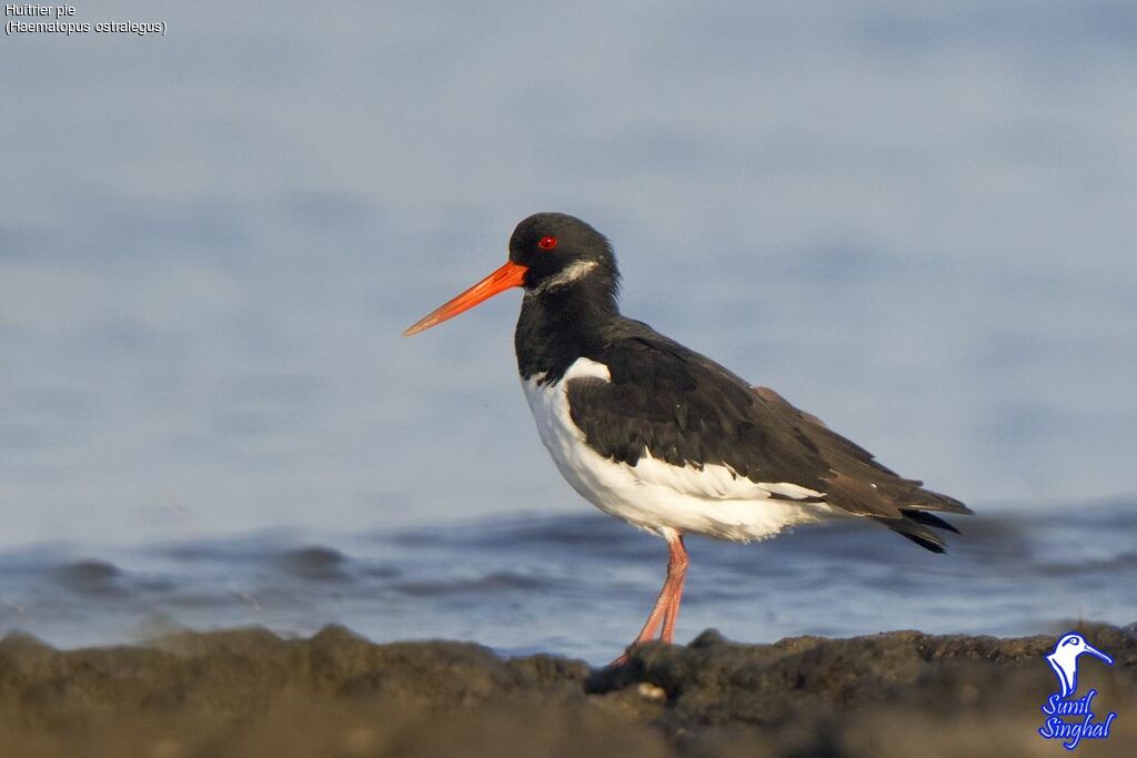 Eurasian Oystercatcher