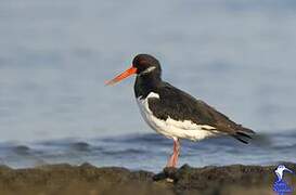 Eurasian Oystercatcher