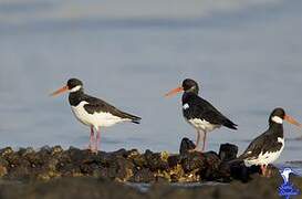 Eurasian Oystercatcher