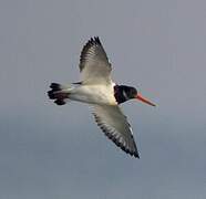 Eurasian Oystercatcher