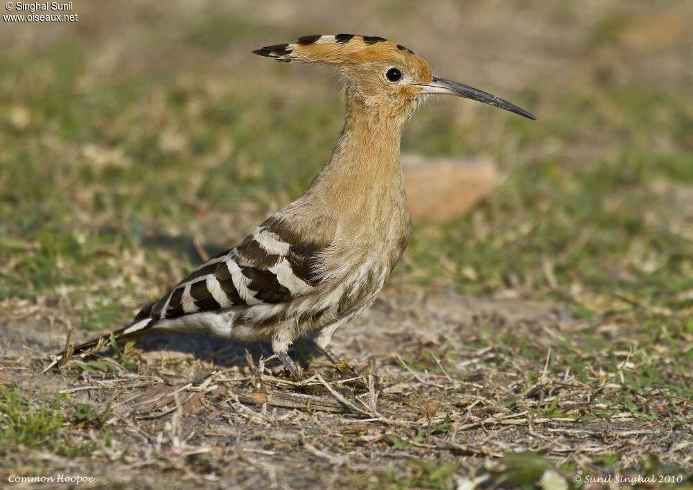 Eurasian Hoopoeadult, identification