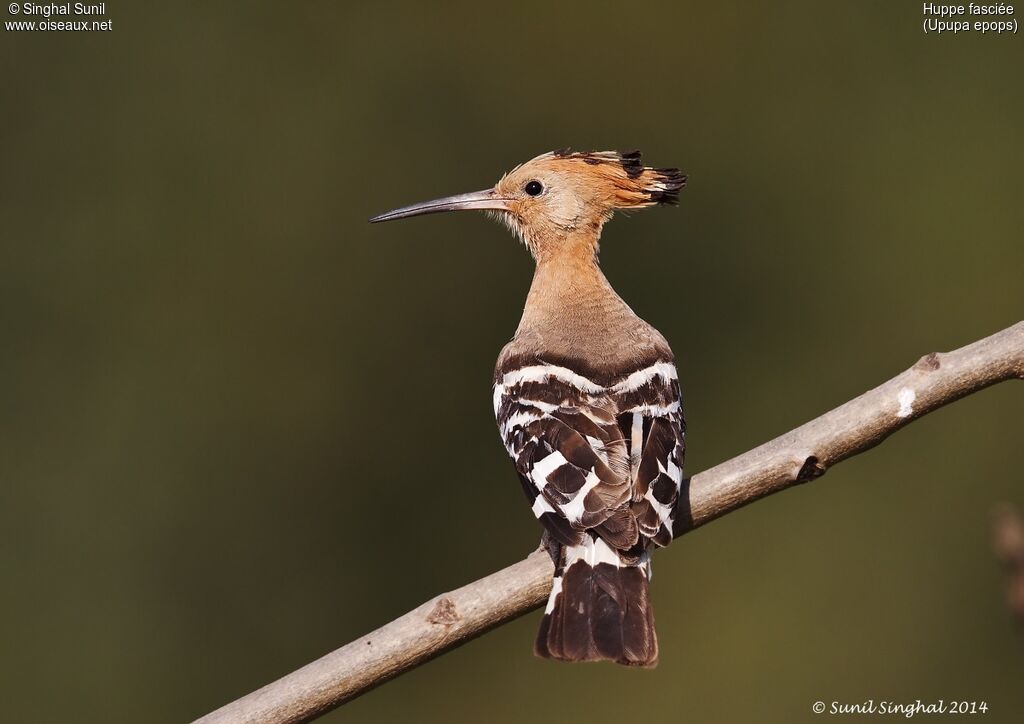 Huppe fasciéeadulte, identification