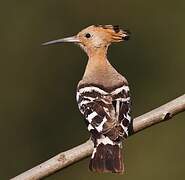 Eurasian Hoopoe