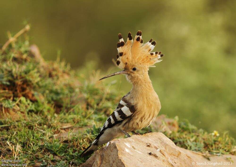 Eurasian Hoopoeadult, identification