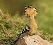 Eurasian Hoopoe