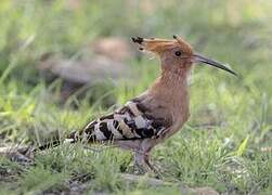 Eurasian Hoopoe