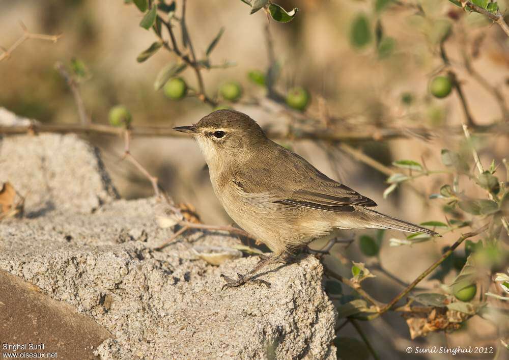 Booted Warbleradult post breeding, identification