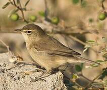 Booted Warbler