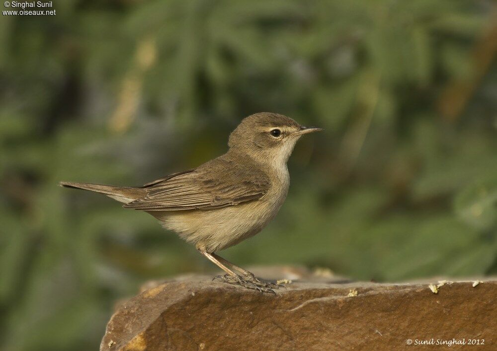 Hypolaïs bottéeadulte, identification