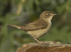 Booted Warbler