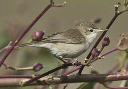 Sykes's Warbler