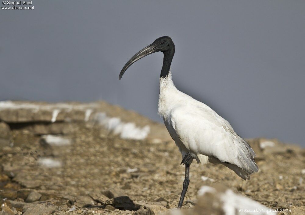 Black-headed Ibis