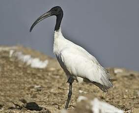 Ibis à tête noire