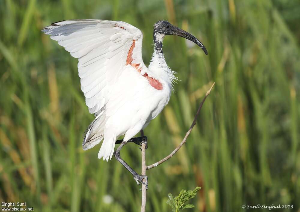 Ibis à tête noireadulte, Vol, Comportement