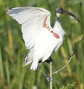 Black-headed Ibis