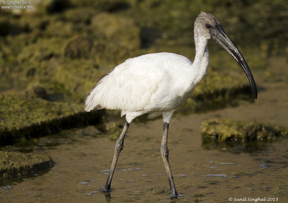 Ibis à tête noireadulte, identification