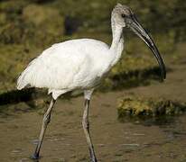 Ibis à tête noire