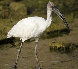 Ibis à tête noire