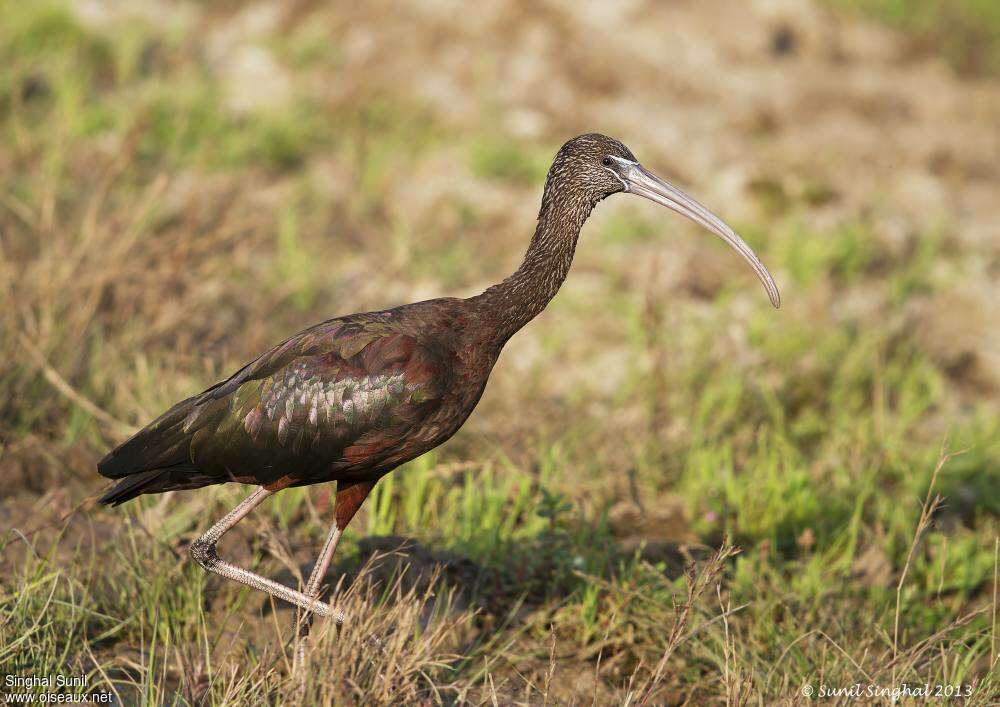 Ibis falcinelleadulte internuptial, identification