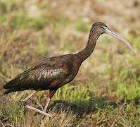 Glossy Ibis