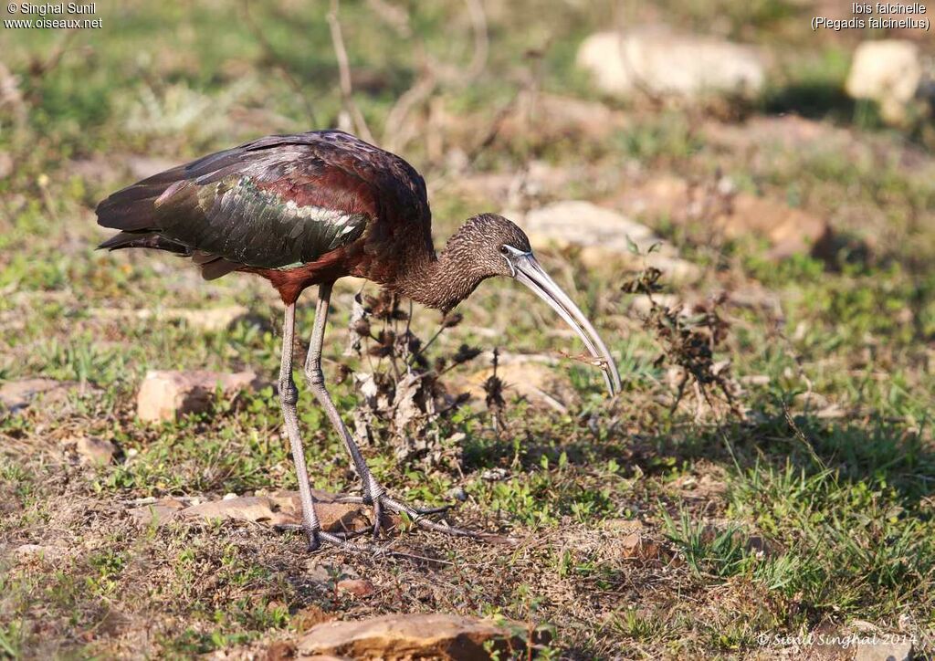 Glossy Ibis male adult, identification, Behaviour