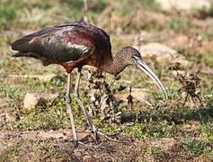 Glossy Ibis