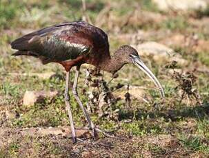 Ibis falcinelle