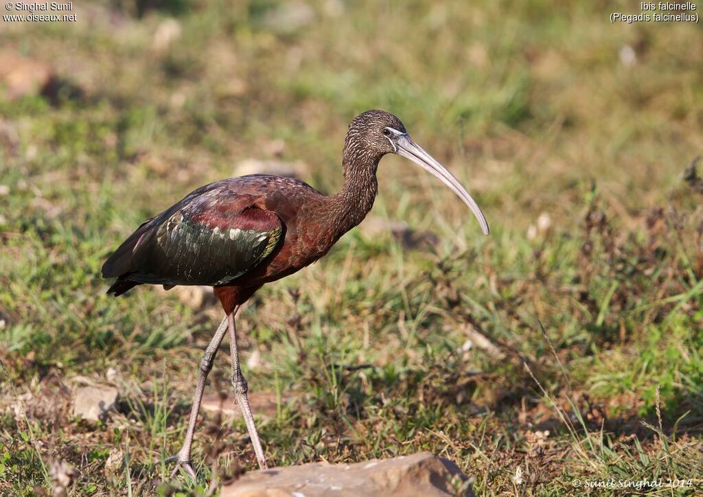 Ibis falcinelle mâle adulte, identification