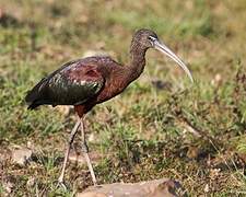 Glossy Ibis