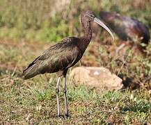 Glossy Ibis