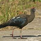 Ibis noir