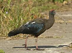 Red-naped Ibis