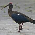 Ibis noir