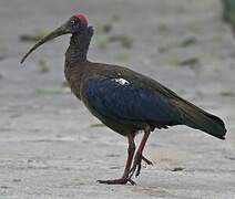 Red-naped Ibis