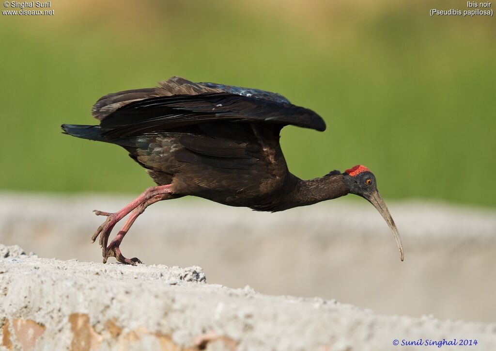 Red-naped Ibisadult, identification, Reproduction-nesting