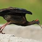 Ibis noir