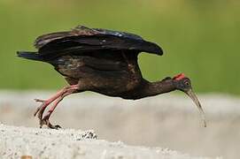 Red-naped Ibis