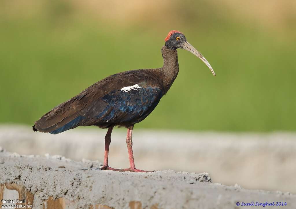 Ibis noiradulte, identification