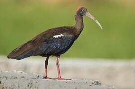 Red-naped Ibis