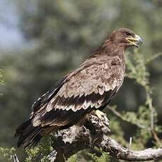 Aigle des steppes